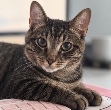 Tiger 2, Junior Mischief Consultant at Tails and Whiskers Co